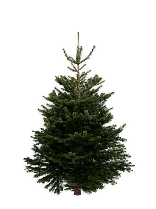 Nordmann Fir Real Christmas Tree 8ft Pines and Needles
