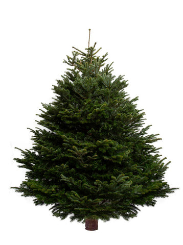 9ft Nordmann Fir Christmas Tree