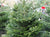 Nordmann Fir Christmas Tree Selection from Pines and Needles