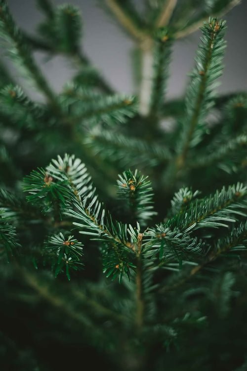 6ft Pre-Lit Nordmann Fir Christmas Tree - Warm White LED Lights, Hinged Branches, Realistic Look