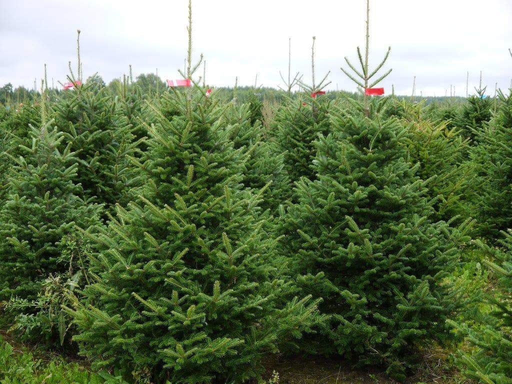 Nordmann Fir Real Christmas Tree 5ft Pines and Needles