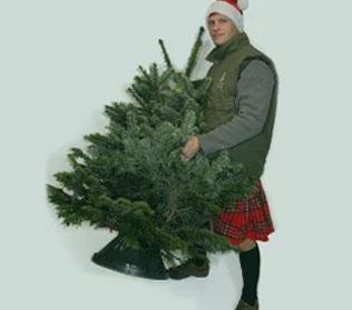 Christmas Tree Installation Service