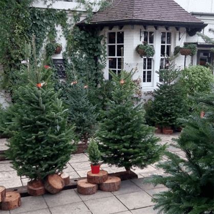 PICK YOUR OWN CHRISTMAS TREE