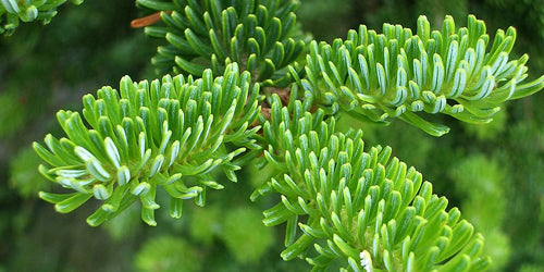 deluxe decorated christmas tree