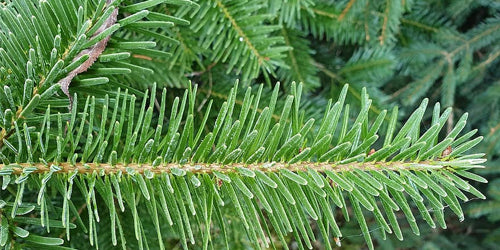 nordmann fir christmas tree