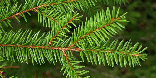 classic decorated christmas tree
